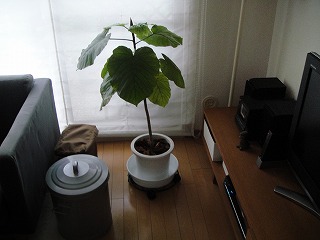 DSC00550.jpg